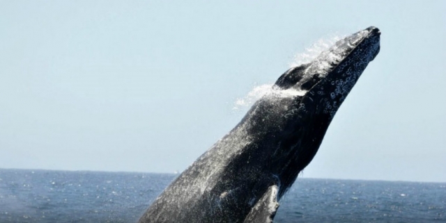  Whale watching 